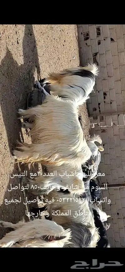 معزا للبيع شرط سن و ديد 1