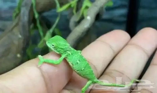 حرباء صغيرة الحجم للبيع مع توصيل 2