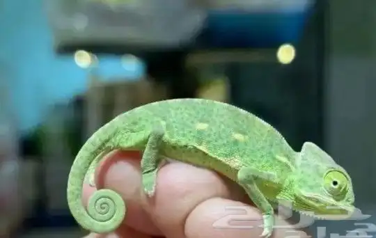 حرباء صغيرة الحجم للبيع مع توصيل 0