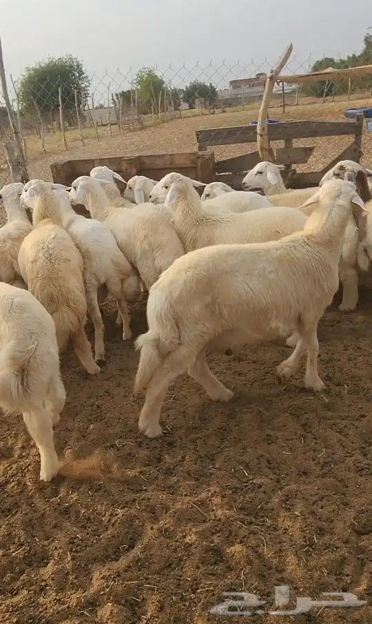 اضاحي طليان حري نظيف((تم البيع)) 4