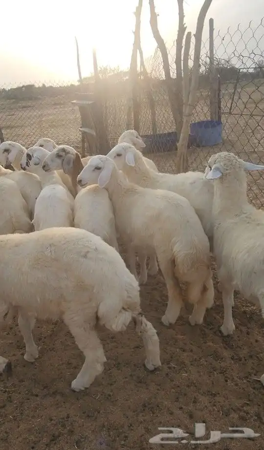 اضاحي طليان حري نظيف((تم البيع)) 2