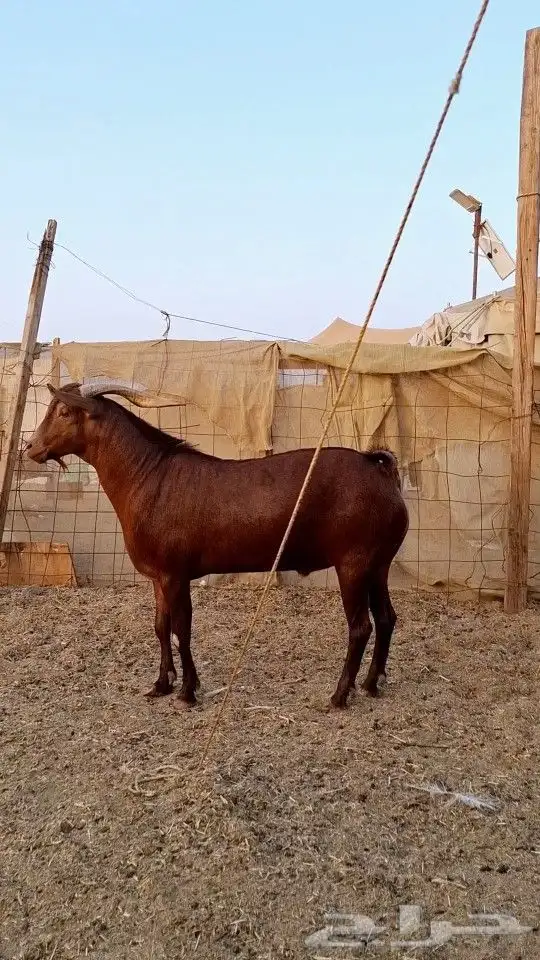 تيس محايلي ادهم 2