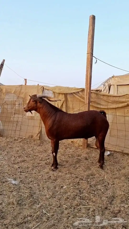 تيس محايلي ادهم 3