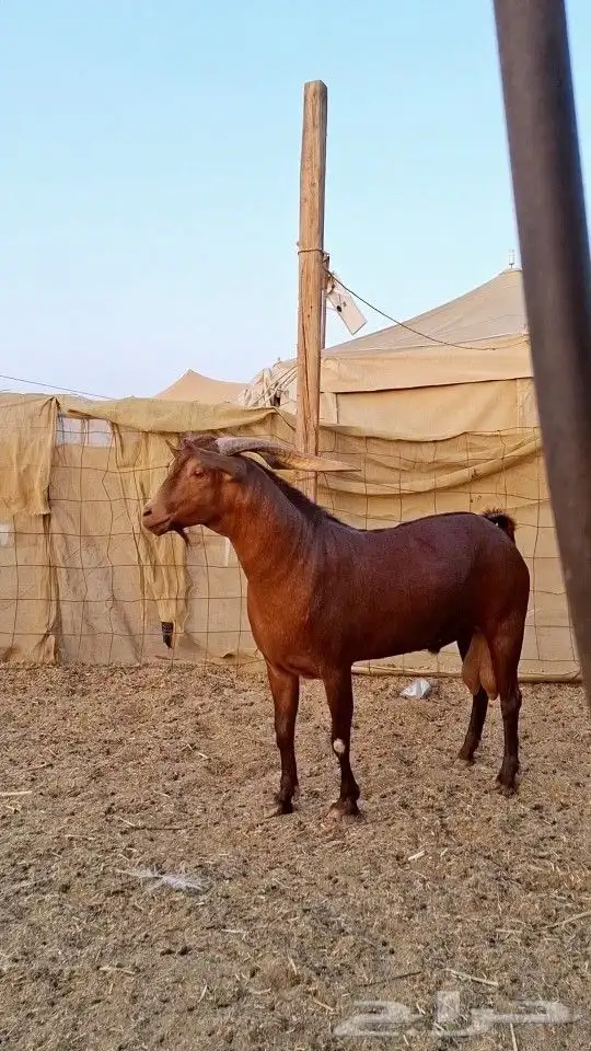 تيس محايلي ادهم 1