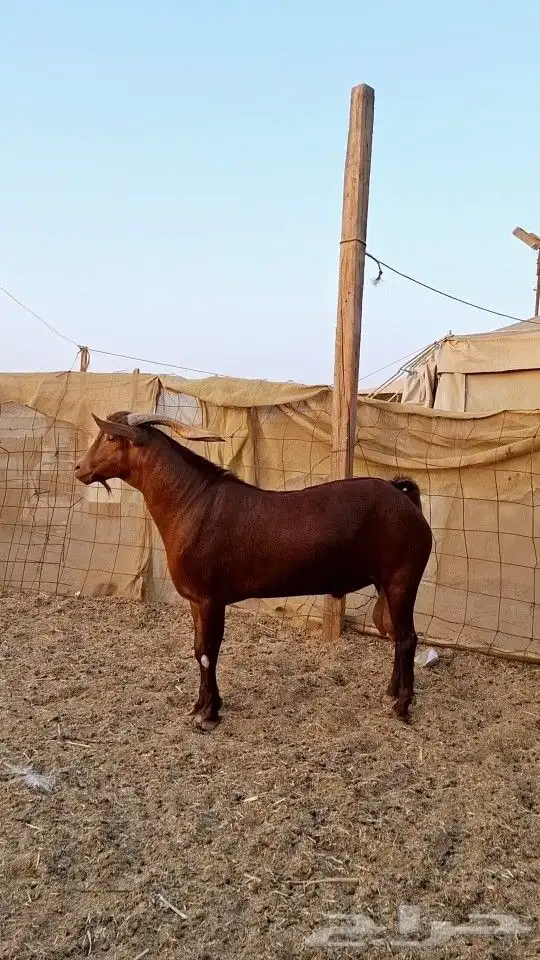 تيس محايلي ادهم 0