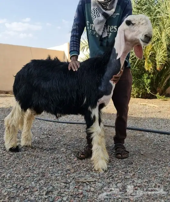 مشروع فحل نجدي 1