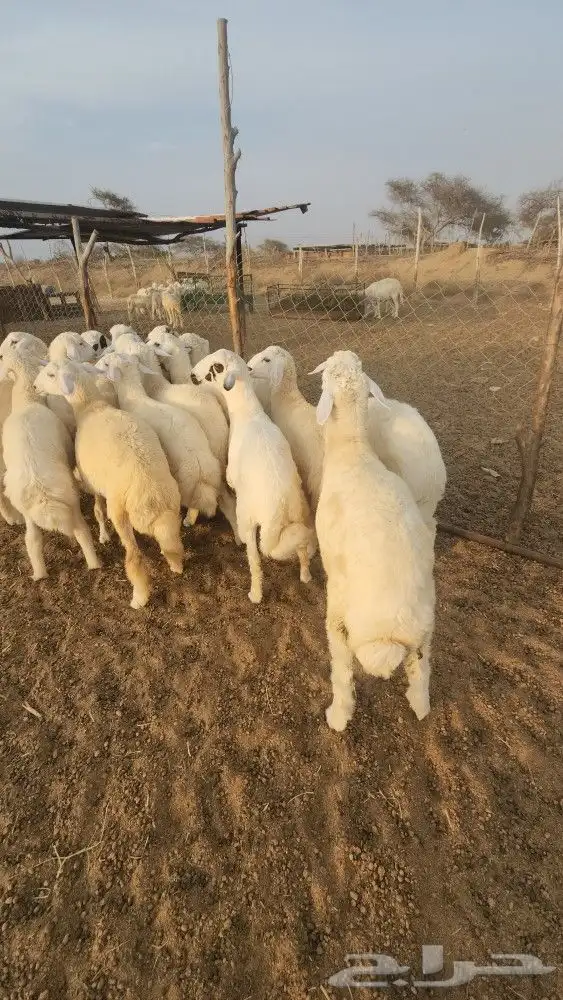 اضاحي طليان حري نظيف((تم البيع)) 8