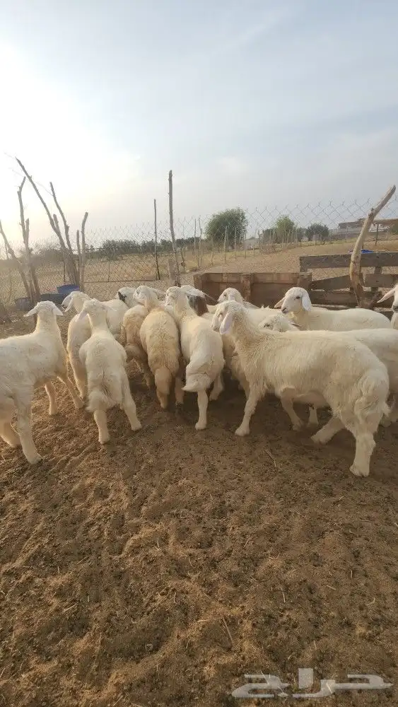اضاحي طليان حري نظيف((تم البيع)) 7