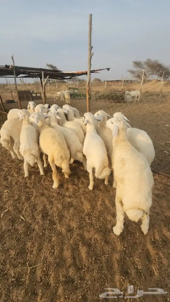 اضاحي طليان حري نظيف((تم البيع)) 6