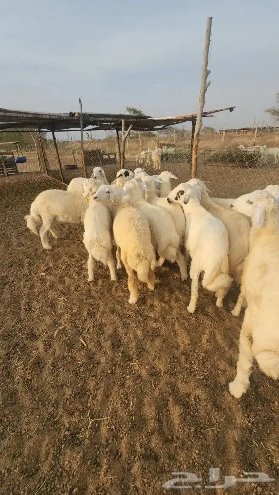 اضاحي طليان حري نظيف((تم البيع)) 5