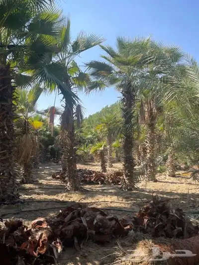 نخيل واشنطونيا ونخيل تمر. تكريب نظافة زراعة تقصيص سعف 1