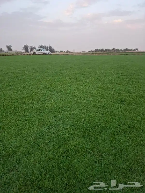 تيل سي 2000 صافي وطبيعي جراده قولي مزرعه الخرج 1