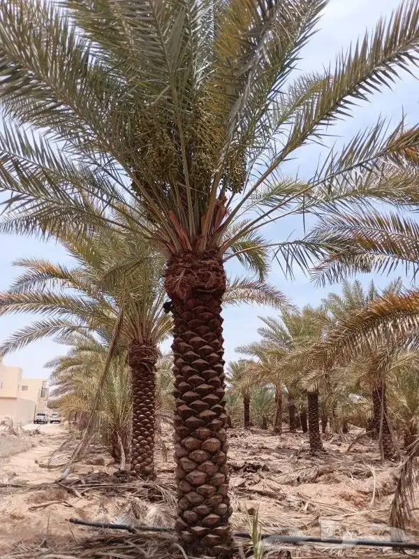 خيزران وقش رول الخيزران أعواد البامبو 4