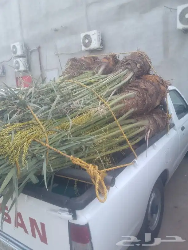 يتوفر لدينا 30 حبه نخيل اخلاص للبيع نخيل مثمر طلعه فيه 1