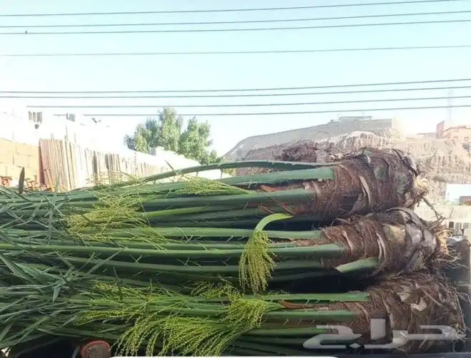 يتوفر لدينا نخيل مثمر فروخ ونقايل 5