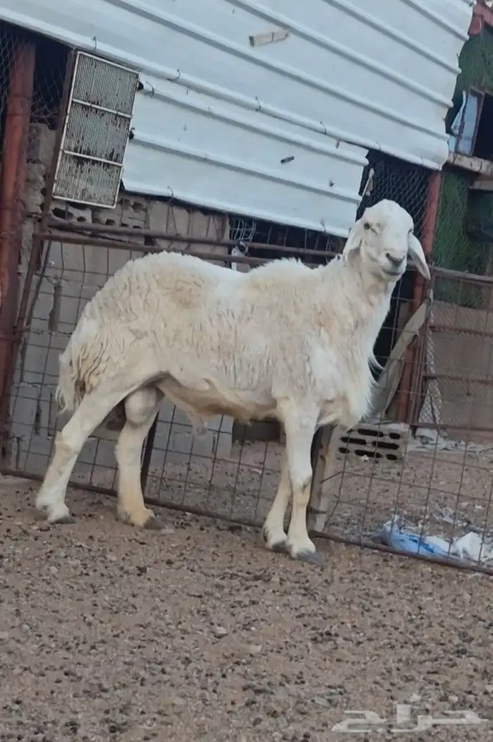 فحل حرش صنف الصنف فاخر جرم وجنب وراس ورتفاع ماشاء الله 2