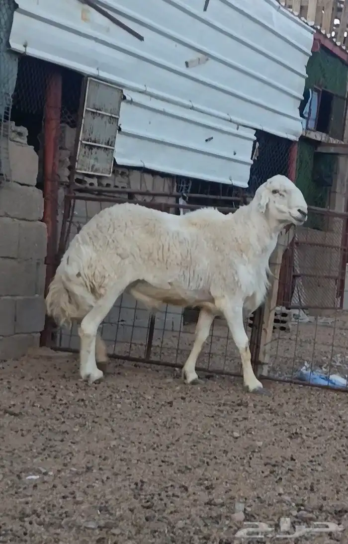 فحل حرش صنف الصنف فاخر جرم وجنب وراس ورتفاع ماشاء الله 0