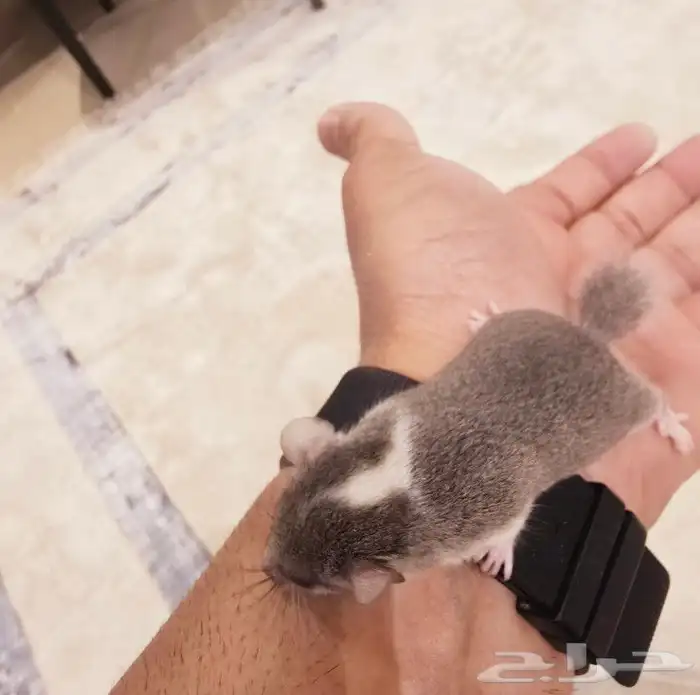 السنجاب القزم النادر . micro squirrel 2