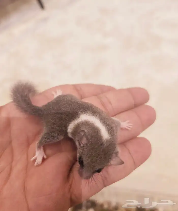 السنجاب القزم النادر . micro squirrel 3