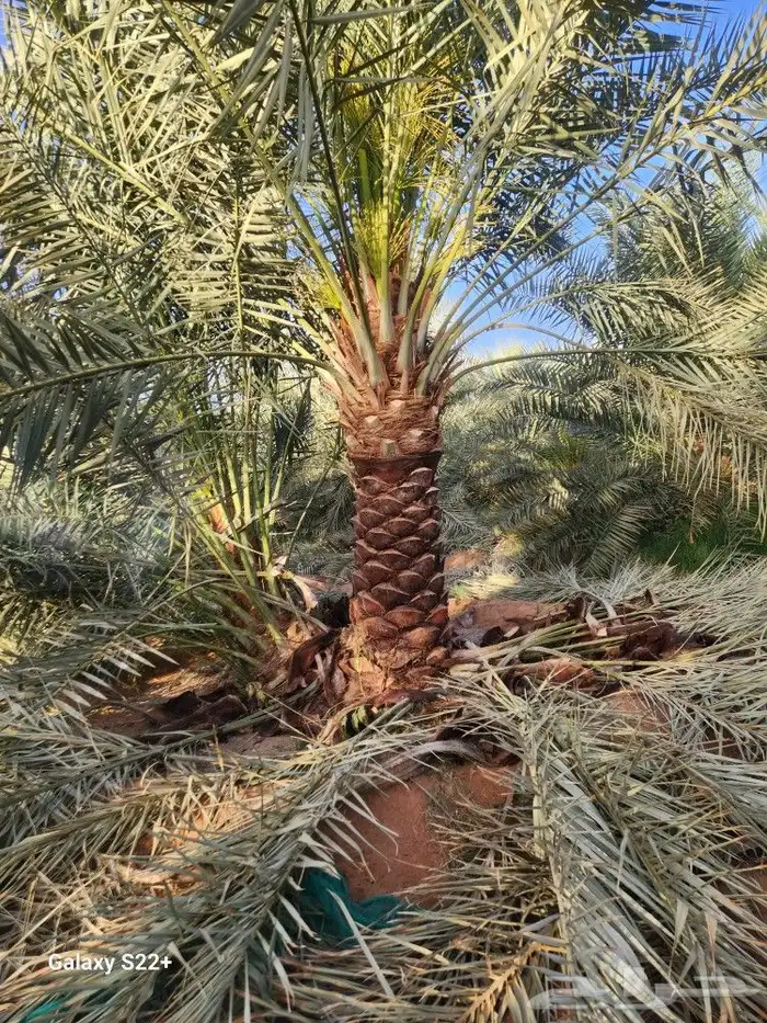 يتوفر لدينا نخيل مثمر فروخ ونقايل 7