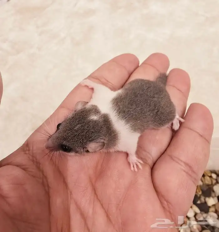 السنجاب القزم النادر . micro squirrel 4