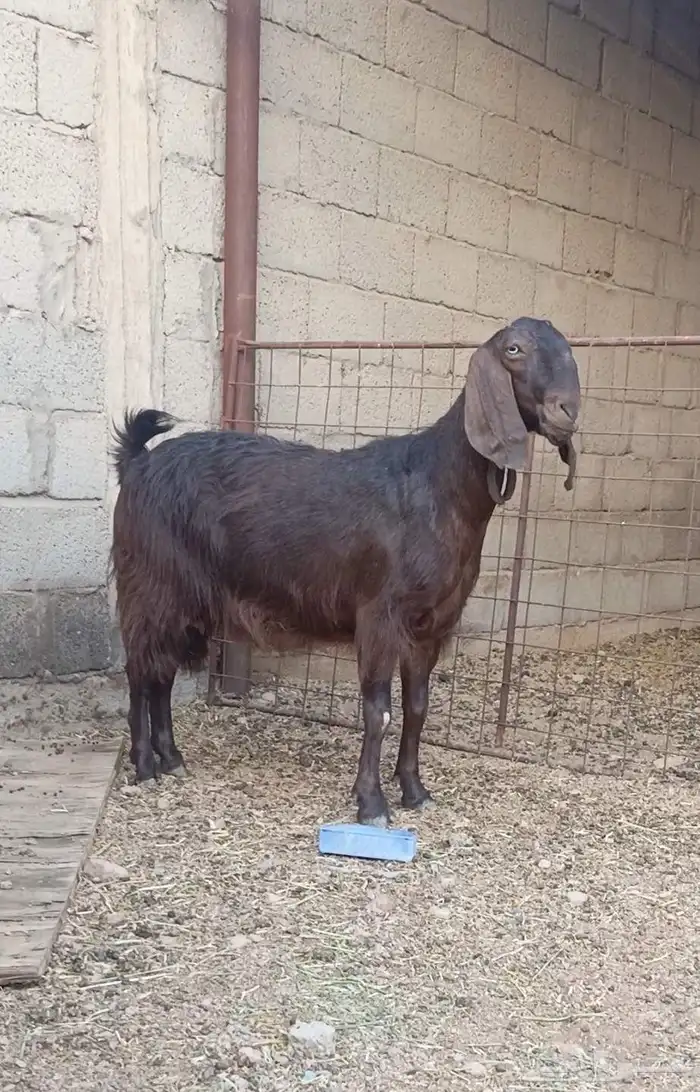 عنز مصريه طيب بالحيل جرم طيب وشبب وسلم سن وديد 3