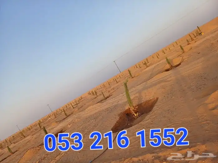 يوجد لدينا فسايل نخيل خلاص حساء ونقوم بقشع وغرس الفسايل 4