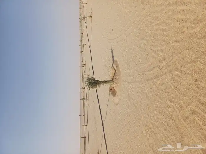 يوجد لدينا فسايل نخيل خلاص حساء ونقوم بقشع وغرس الفسايل 18
