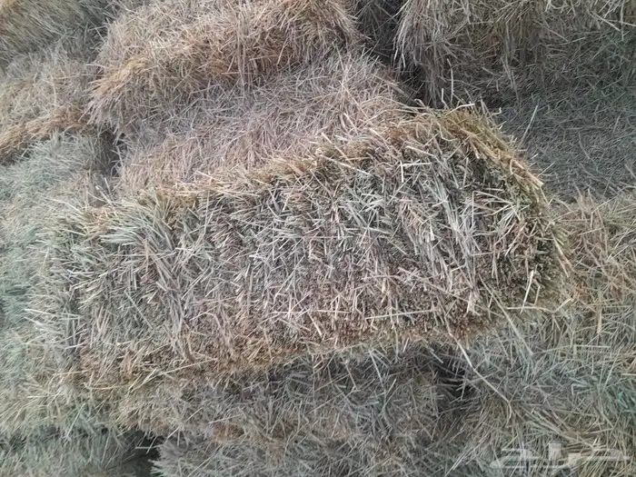 السلام عليكم ورحمة الله وبركاته 1