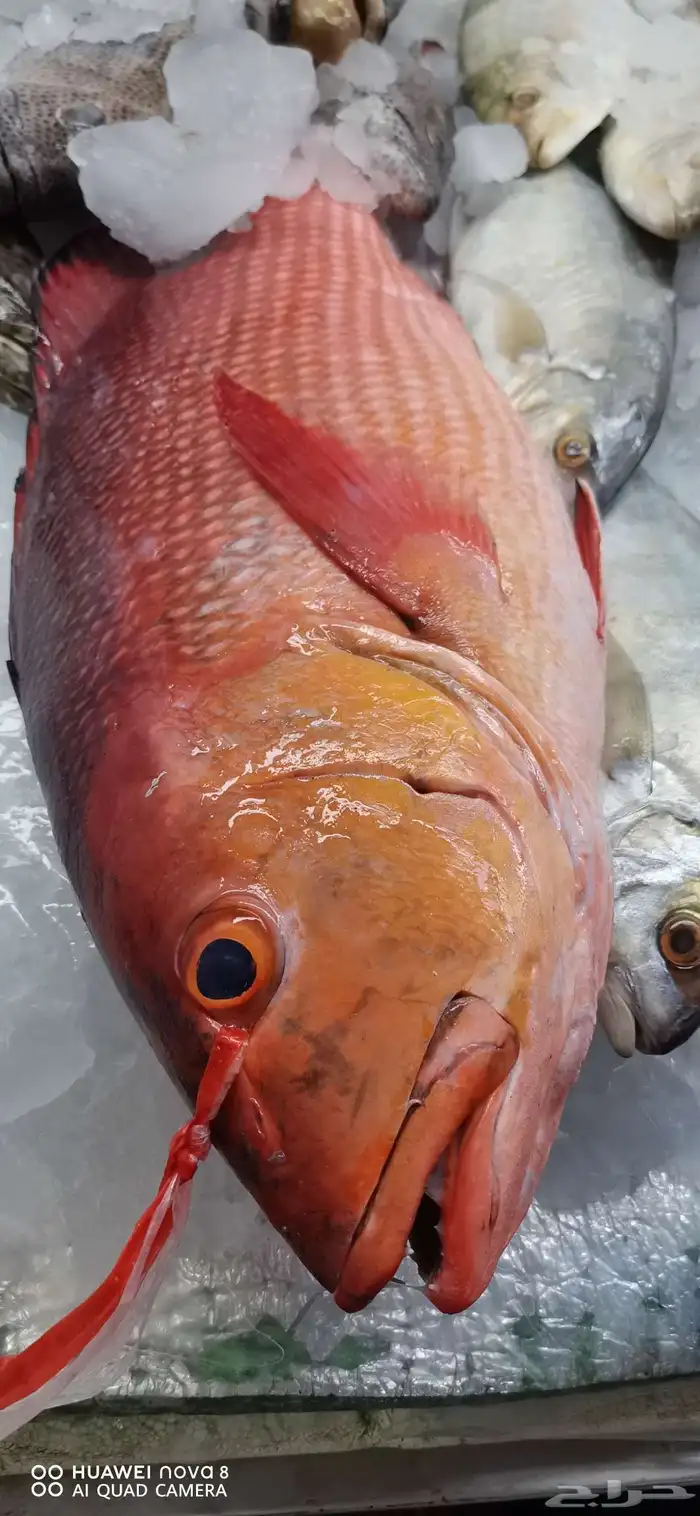 أسماك طازجة بلدي توصيل الطلبات الي المنزل 3