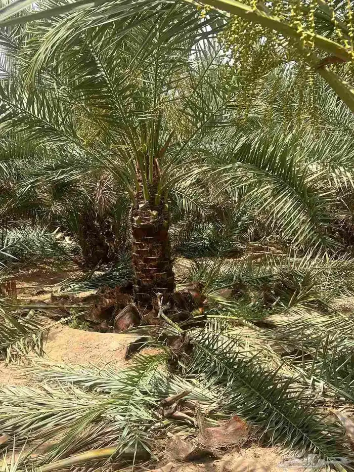 نخيل سكري خلاص نبوت سيف نبوت علي 1