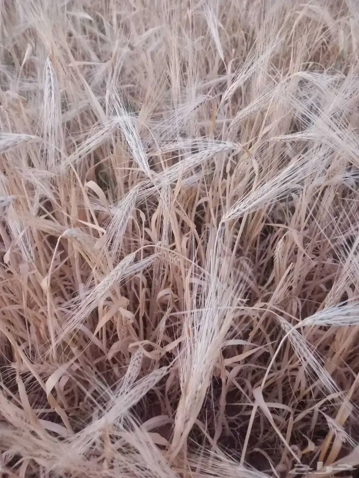 شعير نظيف جدا 1
