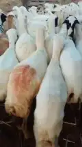 ضان قريب رفيدي 2