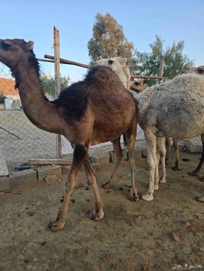 قعدان كفو للبيع 8