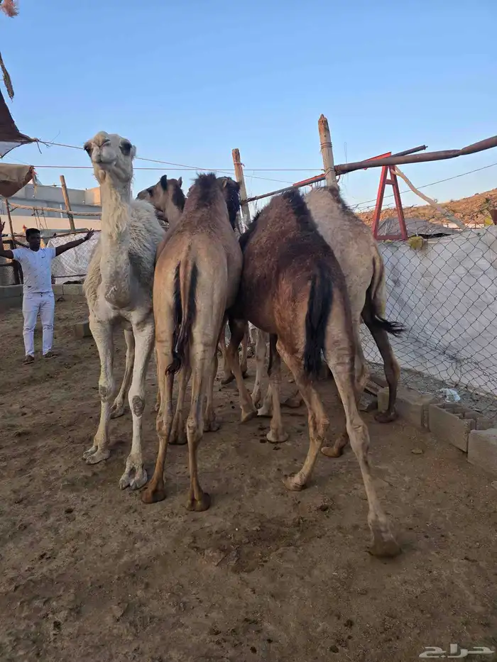 قعدان كفو للبيع 11