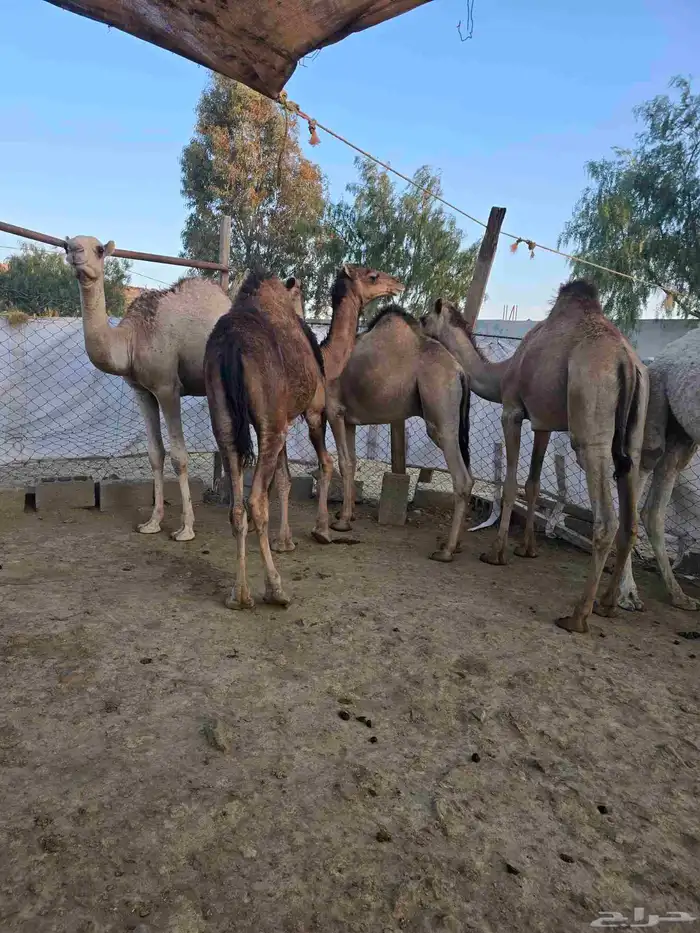 قعدان كفو للبيع 10