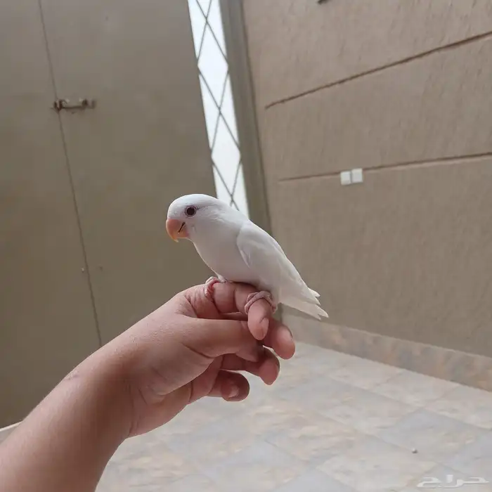 ببغاء روز اليف وهدد وعيون حمر وهدد خارجي 0