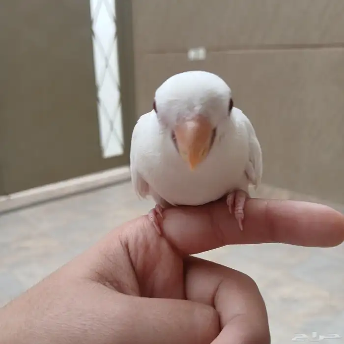 ببغاء روز اليف وهدد وعيون حمر وهدد خارجي 1