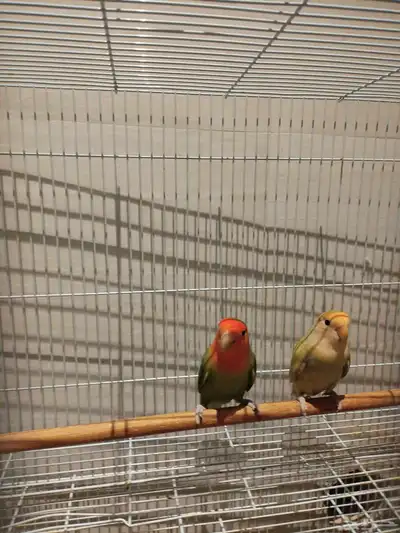 3 اجوز روز شرط منتجين جوز منهم معه فرخ 0