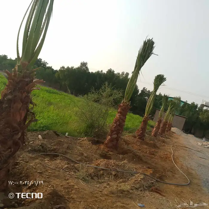نخل للبيع محايل عسير نوصل جميع أنحاء المملكة 1