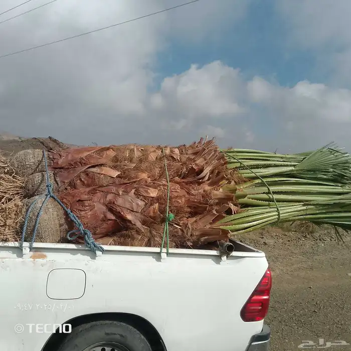 نخل للبيع محايل عسير نوصل جميع أنحاء المملكة 5