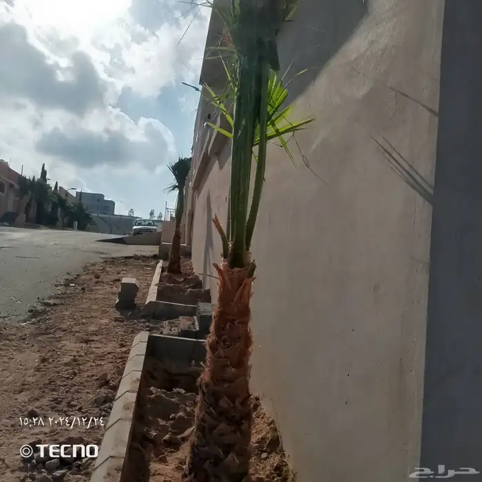 نخل للبيع محايل عسير نوصل جميع أنحاء المملكة 6