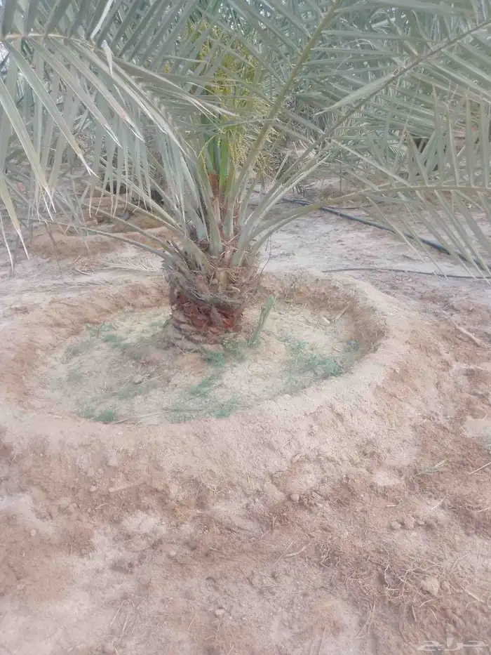 السلام عليكم ورحمه الله وبركاته 7