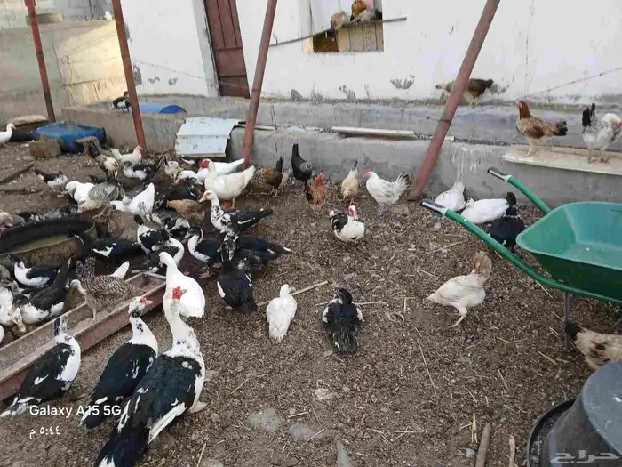 بط مصري للبيع والموقع تهامة الباحه الشعراء 5