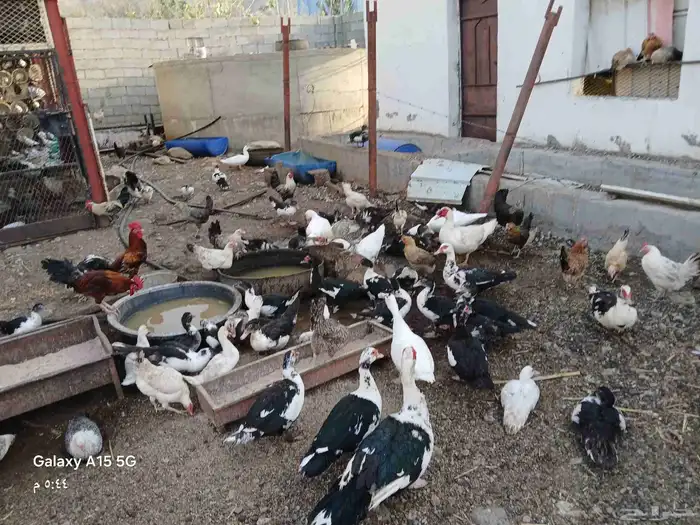 بط مصري للبيع والموقع تهامة الباحه الشعراء 4