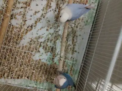 3 اجوز روز شرط منتجين جوز منهم معه فرخ 3