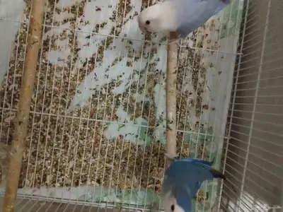 3 اجوز روز شرط منتجين جوز منهم معه فرخ 2