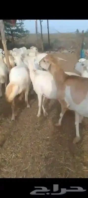 ضان رفيدي أكبر جرم مولدات قرايب علا الشرط 4