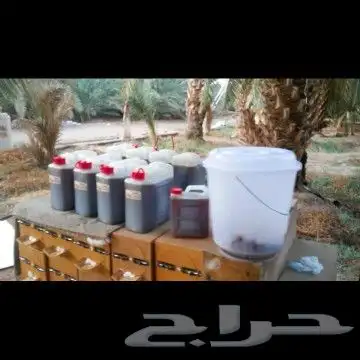 نحل بلدي غنامي عسال درجة اولىTobوانواع العسل الطبيعي العلاجي 20