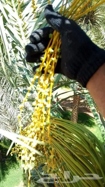 نخل  ل اشغل 0